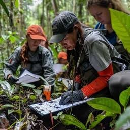 Bachelor of Science in Forestry